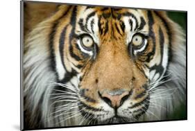 Sumatran tiger close up portrait, captive-Paul Williams-Mounted Photographic Print