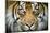 Sumatran tiger close up portrait, captive-Paul Williams-Mounted Photographic Print