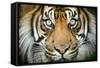 Sumatran tiger close up portrait, captive-Paul Williams-Framed Stretched Canvas