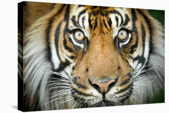 Sumatran tiger close up portrait, captive-Paul Williams-Stretched Canvas