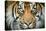 Sumatran tiger close up portrait, captive-Paul Williams-Stretched Canvas