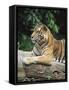 Sumatran Tiger, in Captivity at Singapore Zoo, Singapore-Ann & Steve Toon-Framed Stretched Canvas