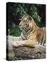 Sumatran Tiger, in Captivity at Singapore Zoo, Singapore-Ann & Steve Toon-Stretched Canvas