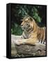 Sumatran Tiger, in Captivity at Singapore Zoo, Singapore-Ann & Steve Toon-Framed Stretched Canvas