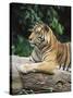 Sumatran Tiger, in Captivity at Singapore Zoo, Singapore-Ann & Steve Toon-Stretched Canvas