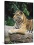 Sumatran Tiger, in Captivity at Singapore Zoo, Singapore-Ann & Steve Toon-Stretched Canvas