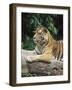 Sumatran Tiger, in Captivity at Singapore Zoo, Singapore-Ann & Steve Toon-Framed Photographic Print