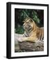 Sumatran Tiger, in Captivity at Singapore Zoo, Singapore-Ann & Steve Toon-Framed Photographic Print