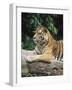 Sumatran Tiger, in Captivity at Singapore Zoo, Singapore-Ann & Steve Toon-Framed Photographic Print