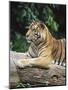 Sumatran Tiger, in Captivity at Singapore Zoo, Singapore-Ann & Steve Toon-Mounted Photographic Print