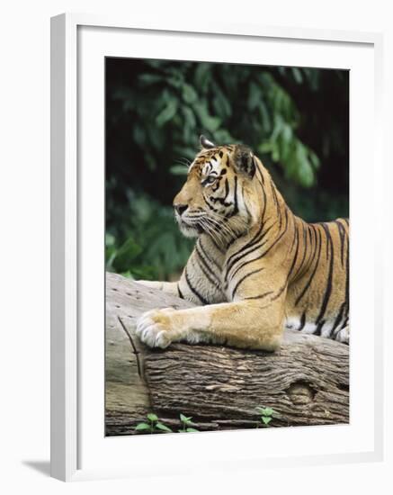 Sumatran Tiger, in Captivity at Singapore Zoo, Singapore-Ann & Steve Toon-Framed Photographic Print
