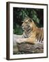 Sumatran Tiger, in Captivity at Singapore Zoo, Singapore-Ann & Steve Toon-Framed Photographic Print