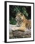 Sumatran Tiger, in Captivity at Singapore Zoo, Singapore-Ann & Steve Toon-Framed Photographic Print