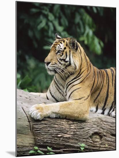 Sumatran Tiger, in Captivity at Singapore Zoo, Singapore-Ann & Steve Toon-Mounted Photographic Print