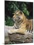 Sumatran Tiger, in Captivity at Singapore Zoo, Singapore-Ann & Steve Toon-Mounted Photographic Print
