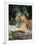 Sumatran Tiger, in Captivity at Singapore Zoo, Singapore-Ann & Steve Toon-Framed Photographic Print