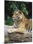 Sumatran Tiger, in Captivity at Singapore Zoo, Singapore-Ann & Steve Toon-Mounted Photographic Print