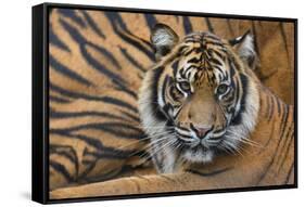 Sumatran Tiger (Panthera Tigris Sumatrae), Captive, Occurs In Sumatra, Indonesia-Edwin Giesbers-Framed Stretched Canvas
