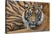 Sumatran Tiger (Panthera Tigris Sumatrae), Captive, Occurs In Sumatra, Indonesia-Edwin Giesbers-Stretched Canvas