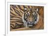 Sumatran Tiger (Panthera Tigris Sumatrae), Captive, Occurs In Sumatra, Indonesia-Edwin Giesbers-Framed Photographic Print