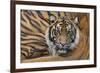 Sumatran Tiger (Panthera Tigris Sumatrae), Captive, Occurs In Sumatra, Indonesia-Edwin Giesbers-Framed Photographic Print
