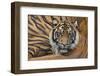 Sumatran Tiger (Panthera Tigris Sumatrae), Captive, Occurs In Sumatra, Indonesia-Edwin Giesbers-Framed Photographic Print