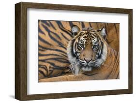 Sumatran Tiger (Panthera Tigris Sumatrae), Captive, Occurs In Sumatra, Indonesia-Edwin Giesbers-Framed Photographic Print