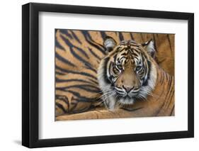 Sumatran Tiger (Panthera Tigris Sumatrae), Captive, Occurs In Sumatra, Indonesia-Edwin Giesbers-Framed Photographic Print