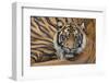 Sumatran Tiger (Panthera Tigris Sumatrae), Captive, Occurs In Sumatra, Indonesia-Edwin Giesbers-Framed Photographic Print