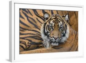 Sumatran Tiger (Panthera Tigris Sumatrae), Captive, Occurs In Sumatra, Indonesia-Edwin Giesbers-Framed Photographic Print