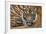 Sumatran Tiger (Panthera Tigris Sumatrae), Captive, Occurs In Sumatra, Indonesia-Edwin Giesbers-Framed Photographic Print