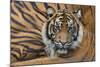 Sumatran Tiger (Panthera Tigris Sumatrae), Captive, Occurs In Sumatra, Indonesia-Edwin Giesbers-Mounted Photographic Print