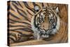 Sumatran Tiger (Panthera Tigris Sumatrae), Captive, Occurs In Sumatra, Indonesia-Edwin Giesbers-Stretched Canvas
