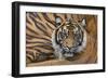 Sumatran Tiger (Panthera Tigris Sumatrae), Captive, Occurs In Sumatra, Indonesia-Edwin Giesbers-Framed Photographic Print