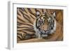 Sumatran Tiger (Panthera Tigris Sumatrae), Captive, Occurs In Sumatra, Indonesia-Edwin Giesbers-Framed Photographic Print