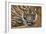 Sumatran Tiger (Panthera Tigris Sumatrae), Captive, Occurs In Sumatra, Indonesia-Edwin Giesbers-Framed Photographic Print