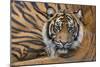 Sumatran Tiger (Panthera Tigris Sumatrae), Captive, Occurs In Sumatra, Indonesia-Edwin Giesbers-Mounted Photographic Print