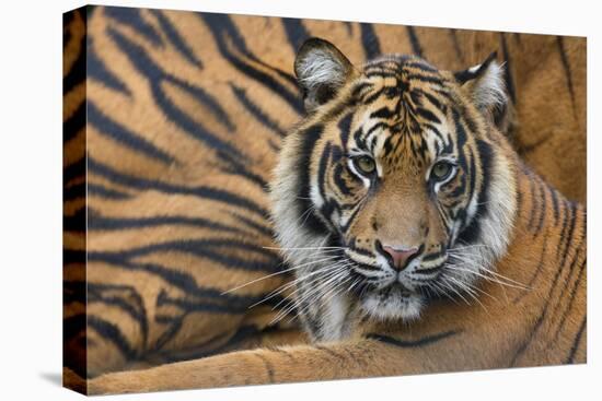 Sumatran Tiger (Panthera Tigris Sumatrae), Captive, Occurs In Sumatra, Indonesia-Edwin Giesbers-Stretched Canvas