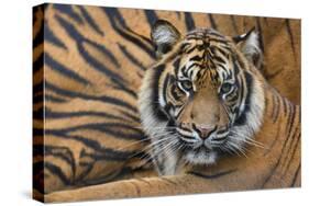 Sumatran Tiger (Panthera Tigris Sumatrae), Captive, Occurs In Sumatra, Indonesia-Edwin Giesbers-Stretched Canvas