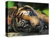 Sumatran Tiger Resting. Captive, Iucn Red List of Endangered Species-Eric Baccega-Stretched Canvas
