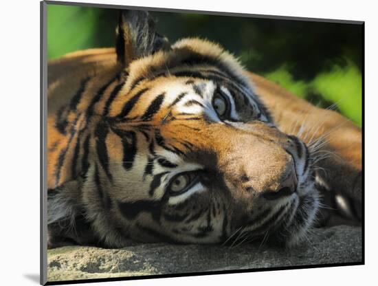 Sumatran Tiger Resting. Captive, Iucn Red List of Endangered Species-Eric Baccega-Mounted Photographic Print