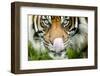 Sumatran tiger staring at camera, licking nose, captive-Paul Williams-Framed Photographic Print