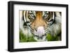 Sumatran tiger staring at camera, licking nose, captive-Paul Williams-Framed Photographic Print