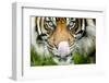 Sumatran tiger staring at camera, licking nose, captive-Paul Williams-Framed Photographic Print