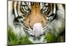 Sumatran tiger staring at camera, licking nose, captive-Paul Williams-Mounted Photographic Print