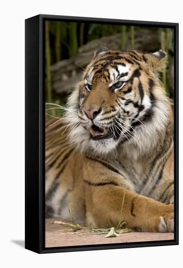 Sumatran Tiger Up Close-Lantern Press-Framed Stretched Canvas