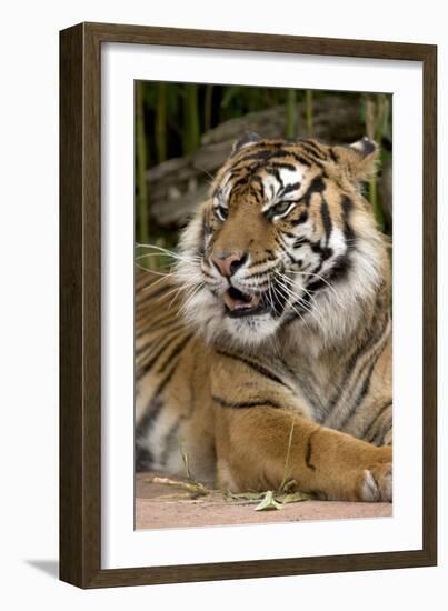 Sumatran Tiger Up Close-Lantern Press-Framed Art Print