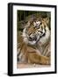 Sumatran Tiger Up Close-Lantern Press-Framed Art Print