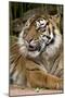 Sumatran Tiger Up Close-Lantern Press-Mounted Art Print