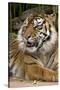 Sumatran Tiger Up Close-Lantern Press-Stretched Canvas